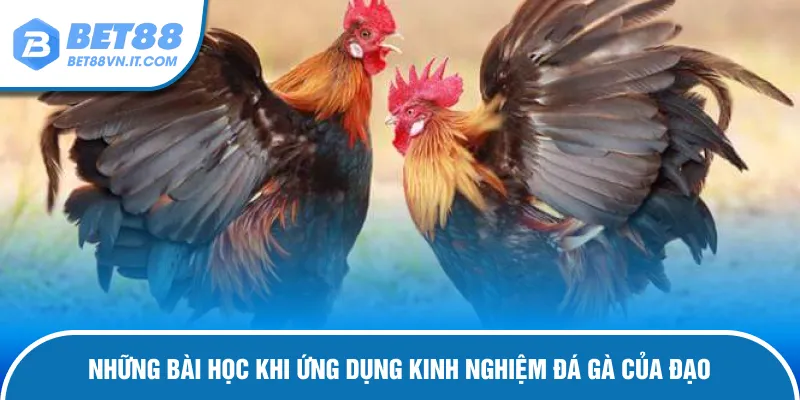 Kinh Nghiệm Đá Gà Của Đạo Tuyệt Chiêu Thắng Lớn Cùng Bet88 Kinh nghiệm đá gà của Đạo áp dụng vào trận đấu