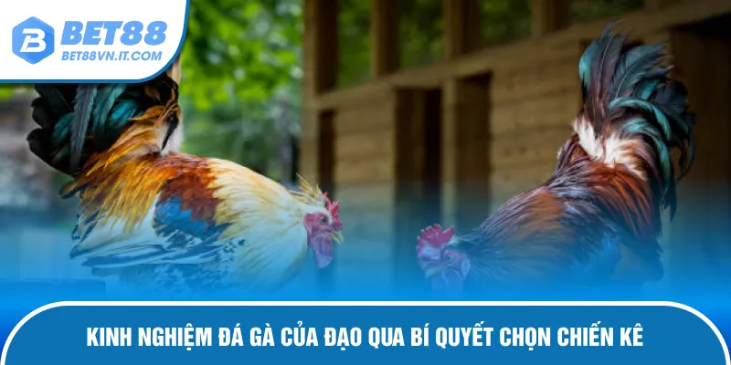 Kinh Nghiệm Đá Gà Của Đạo Tuyệt Chiêu Thắng Lớn Cùng Bet88 Bí quyết chọn kê từ kinh nghiệm đá gà của Đạo