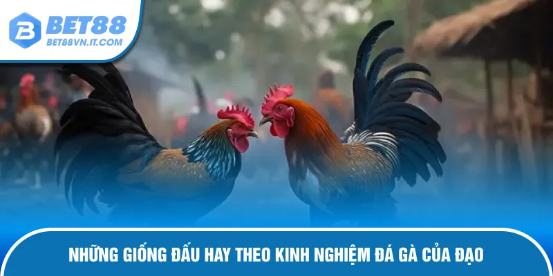 Kinh Nghiệm Đá Gà Của Đạo Tuyệt Chiêu Thắng Lớn Cùng Bet88 Những giống gà đá cực hay theo Đạo