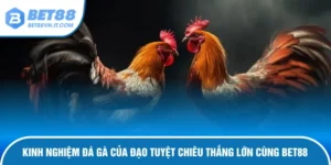 Kinh Nghiệm Đá Gà Của Đạo Tuyệt Chiêu Thắng Lớn Cùng Bet88 Kinh nghiệm đá gà của Đạo.