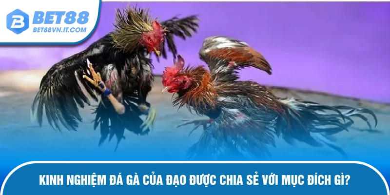 Kinh Nghiệm Đá Gà Của Đạo Tuyệt Chiêu Thắng Lớn Cùng Bet88 Mục đích những kinh nghiệm đá gà của Đạo